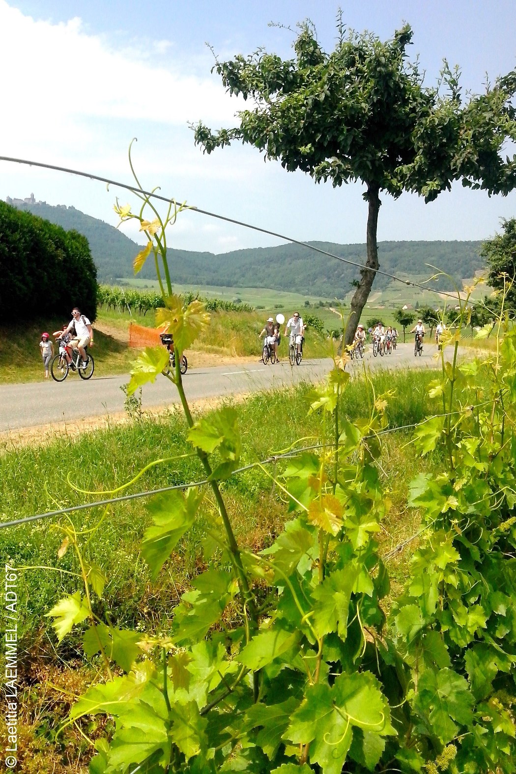 © ADT 67 Slow-Up en Alsace