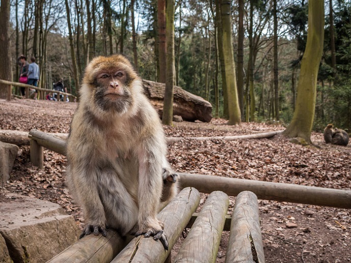 Montagne des singes