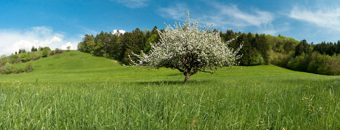 Printemps