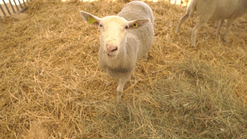 Espace agricole de la Foire Européenne