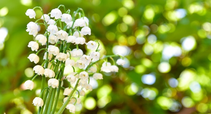 Le muguet : emblème du 1er mai Le muguet : emblème du 1er mai