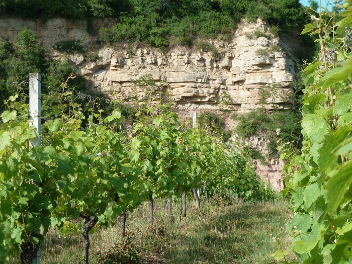 Vignoble du domaine Vogt