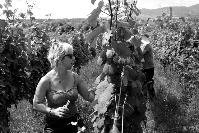 Carmen, Jean-Louis et Mathieu dans les vignes - © Mauler La famille Mauler dans les vignes