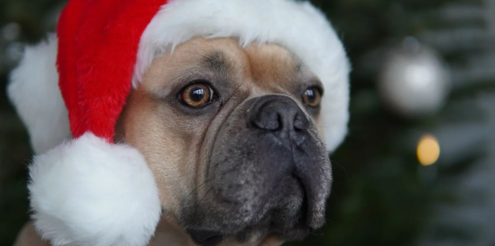 © Patch Guard Patch Guard s'occupe de vos chiens pour profiter pleinement du marché de Noel de Strasbourg
