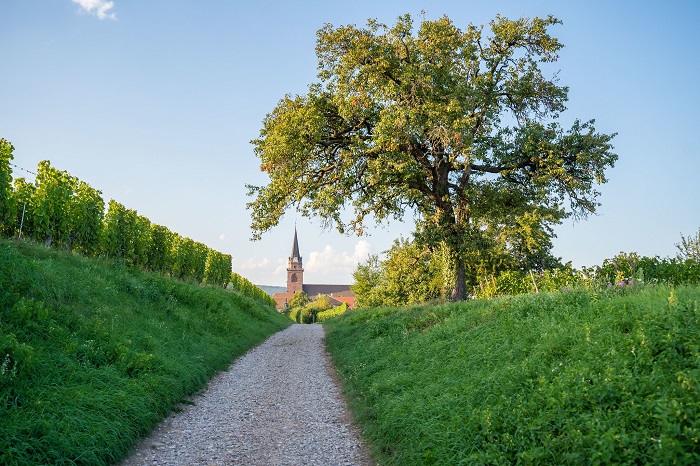 Un village idéal pour les randonneurs © OT Pays de Ribeauvillé-Riquewihr - Quentin Gachon Un village idéal pour les randonneurs Bergheim