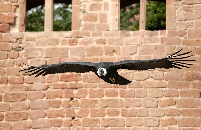 Condor des andes à la Volerie des aigles - © Tom AMEZS Condor des andes - volerie des aigles