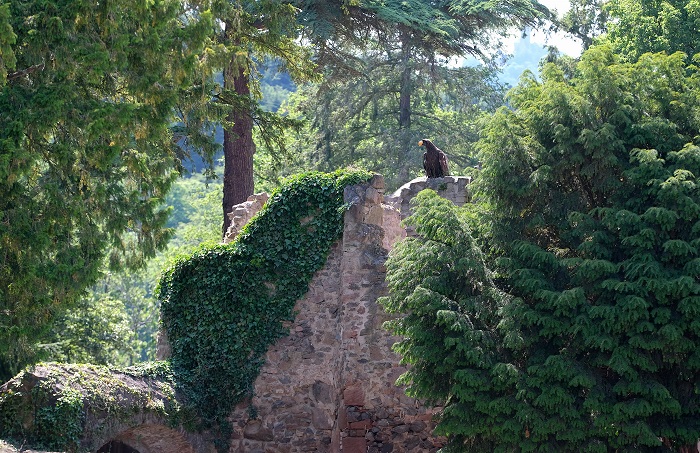 © Volerie des aigles Volerie des aigles