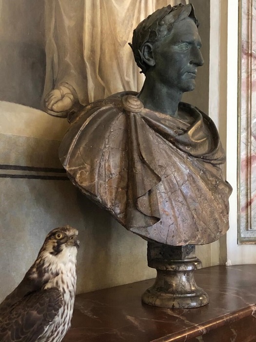 Pied de nez au faucon pèlerin dans la salle à manger © Lucie Michel pied de nez au faucon pèlerin dans la salle à manger