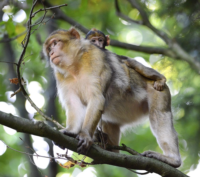© Montagne des singes Montagne des singes