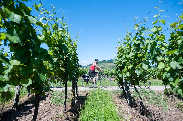 Un parcours idéal pour profiter de la Véloroute du Vignoble d’Alsace © J. SARAGO-CD67- ADT Un parcours idéal pour profiter de la Véloroute du Vignoble d’Alsace © J. SARAGO-CD67- ADT