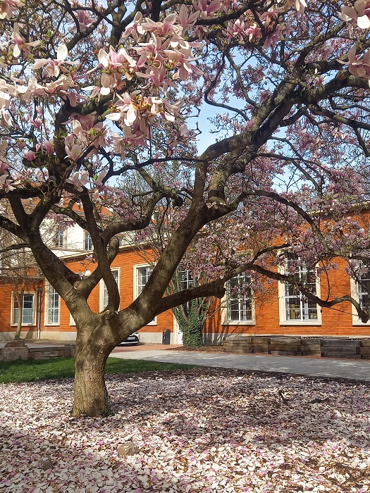 A la Krutenau, dans l’ancienne manufacture des tabacs, les magnolias accueillent les clients et les visiteurs © Kooma Kooma