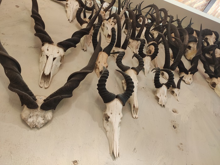 Que sont ces cornes qui sifflent au-dessus de nos tetes? Bienvenue au musée vodou à Strasbourg. Exposition Vodoun