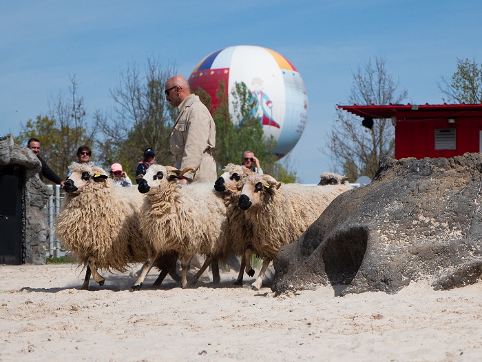 Dans l’univers du Petit Prince, les moutons se pavanent ! © Parc du Petit Prince Parc du Petit Prince