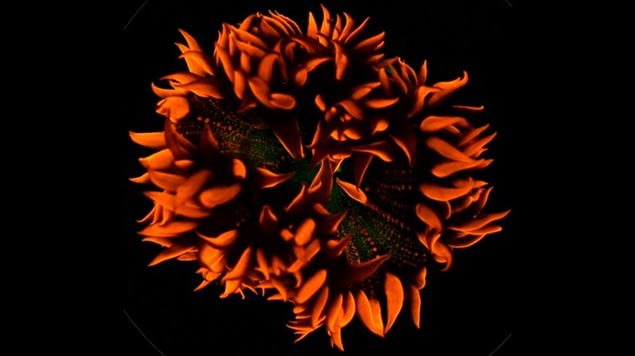 Parmi les expériences insolites au Curieux festival, "Coral rekindling Venus", une soirée autour de l'océan, le 11 avril au Planétarium (dès 10 ans). Photo DR Curieux Festival 2025