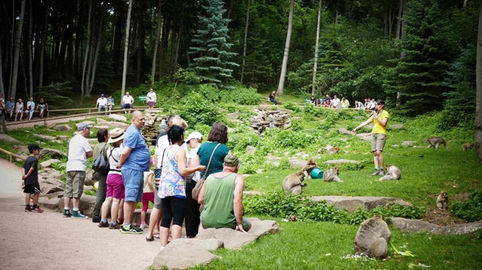 Les singes, peu farouches, viennent à la rencontre des visiteurs. © OT Colmar La montagne des singes
