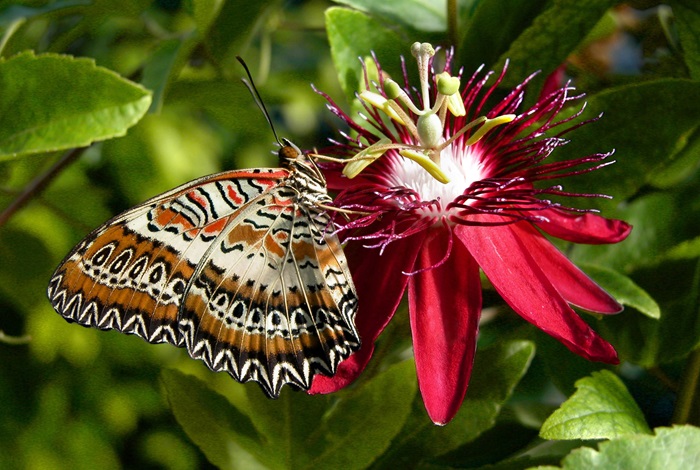 Plus de 200 espèces de papillons sont présentées © Le Jardin des Papillons à Hunawihr Le Jardin des Papillons à Hunawihr