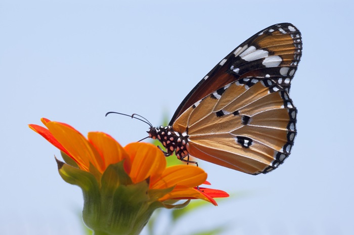 Des couleurs d’une incroyable beauté © Le Jardin des Papillons à Hunawihr © Le Jardin des Papillons à Hunawihr