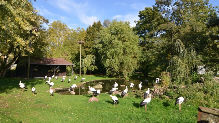 La cigogne, emblème de l’Alsace ! © OT Colmar Le Parc des Cigognes à Cernay