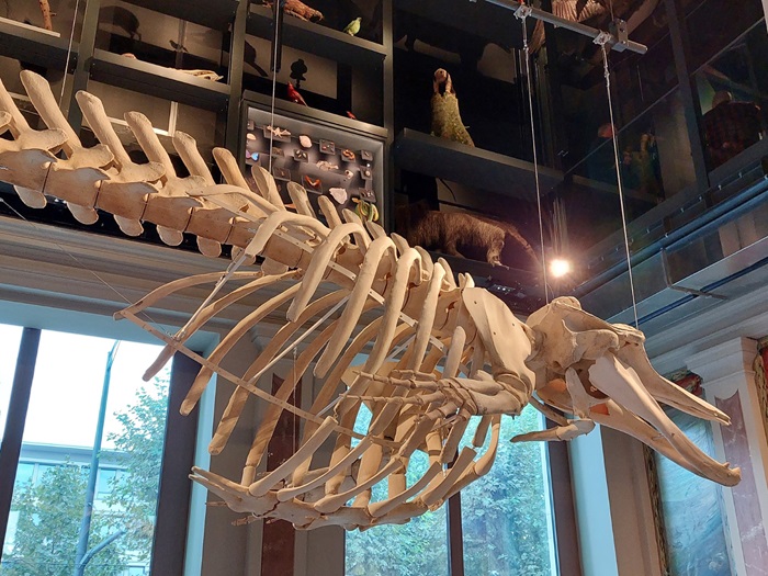 Le musée zoologique de Strasbourg