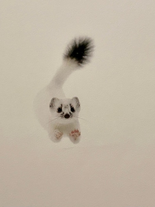 Les animaux photographiés par Vincent Munier © Vincent Munier Les animaux photographiés par Vincent Munier